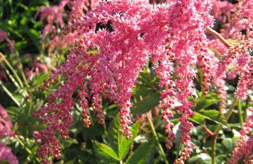 Höstastilbe 'Sraussenfeder', blomställningar