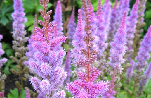 Dvärgastilbe 'Pumila', blomställningar