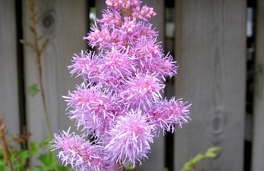 Dvärgastilbe 'Pumila', blomställning