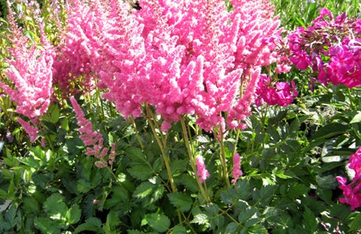 Plymastilbe 'Visions in Pink' i blom