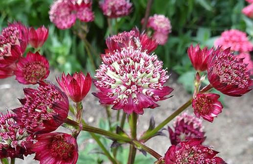 Stjärnflockesläktet 'Moulin Rouge', blomma