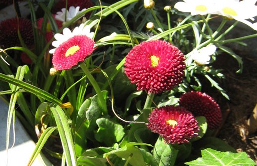 Tusensköna 'Galaxy Red', blomma