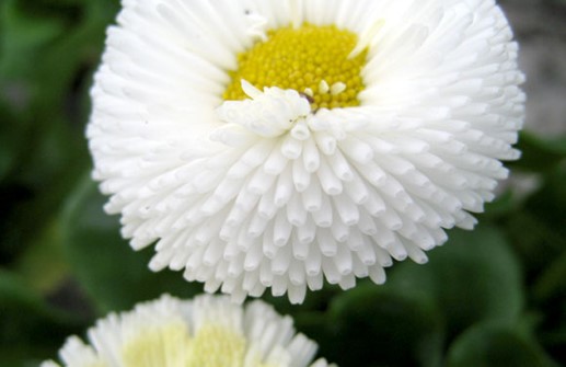 Tusensköna 'Galaxy White', blomma