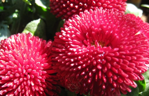 Tusensköna 'Pomponette Red', blomma