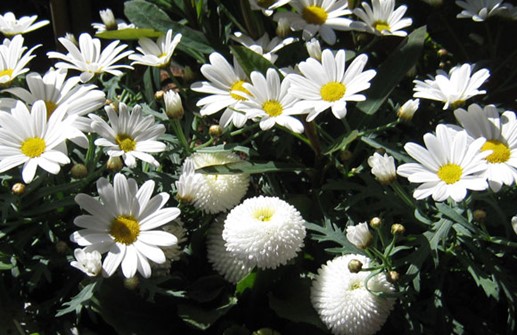 Tusensköna 'Pomponette White', blomma