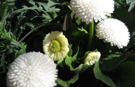 Tusensköna 'Pomponette White', blomma