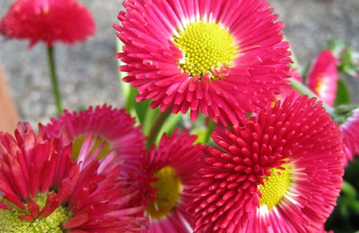 Tusensköna 'Tasso Red', blomma