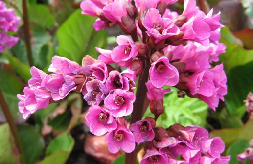 Hjärtbergenia 'Rotblum', blomma