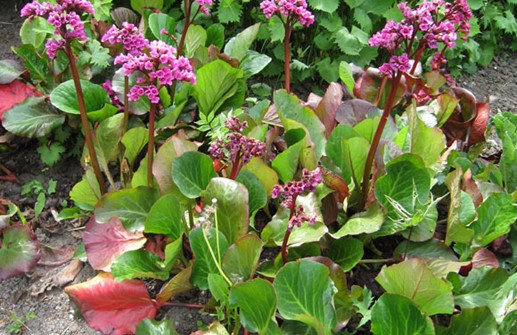 Hjärtbergenia 'Rotblum'