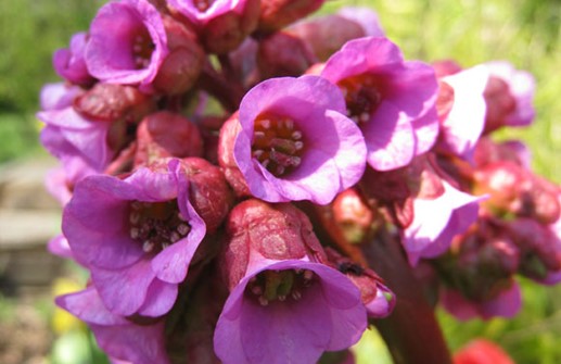 Hjärtbergenia, blomma