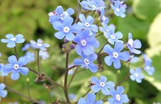 Kaukasisk förgätmigej 'Dawson's White', blomma