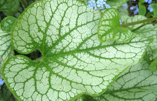 Kaukasisk förgätmigej 'Hadspen Cream', blad