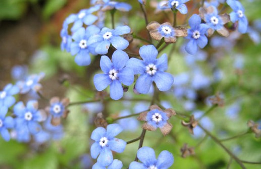 Kaukasisk förgätmigej 'Hadspen Cream', blomma