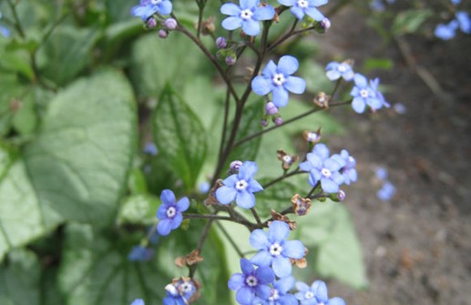 Kaukasisk förgätmigej 'Looking Glass', blomma