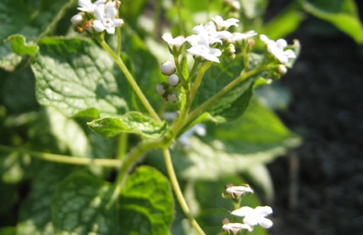 Kaukasisk förgätmigej 'Mr Morse', blomma