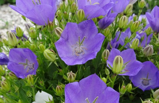 Karpaterklocka 'Blaue Clips', blomma