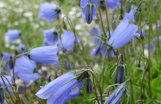 Dvärgklocka 'Advanced Blue', blomma