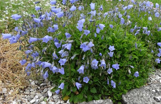 Dvärgklocka 'Advanced Blue'