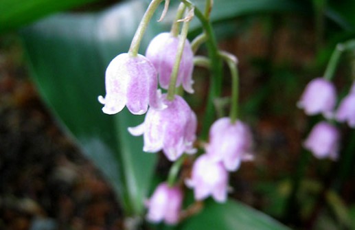 Liljekonvalj 'Rosea', blomma