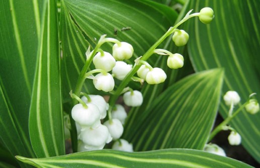 Liljekonvalj 'Variegata', blomma