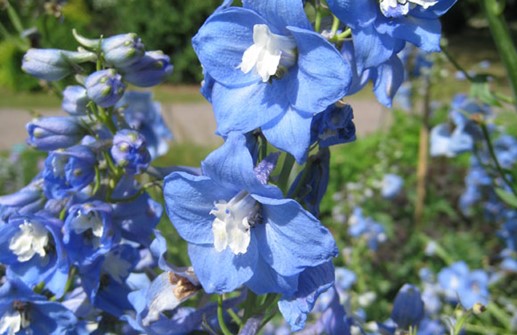 Praktriddarsporre 'Völkerfrieden', blomma