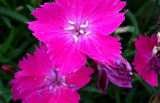 Trädgårdsnejlika 'Kahori', blomma