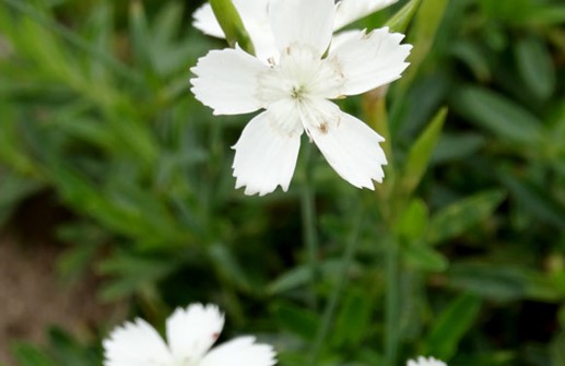 Backnejlika 'Albiflorus', blomma