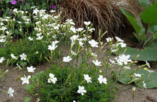 Backnejlika 'Albiflorus'