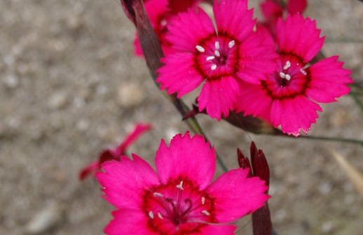 Backnejlika 'Leuchtfunk', blomma