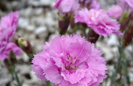 Stor bergnejlika 'Dewsdrop', blomma