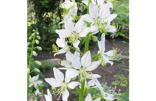 Moses Brinnande buske 'Albiflorus', blomma