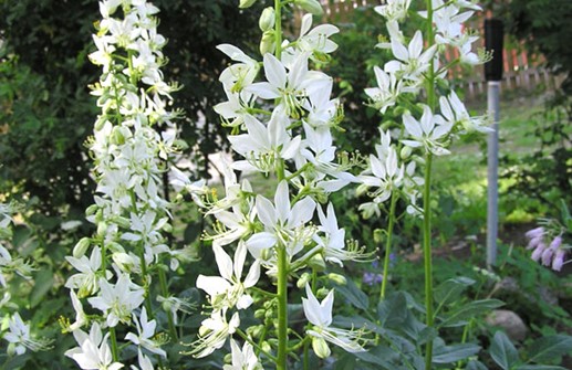 Moses Brinnande buske 'Albiflorus'