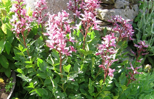 Moses Brinnande buske 'Purpureus'