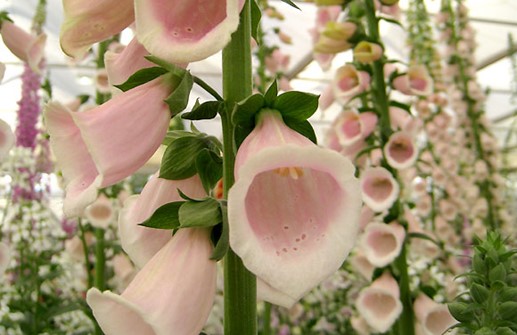 Fingerborgsblomma 'Apricot', blomma