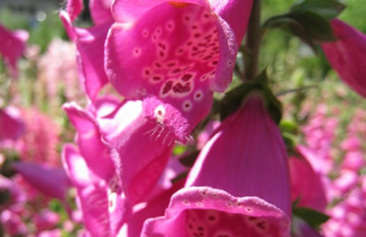 Fingerborgsblomma 'Camelot Rose', blomma