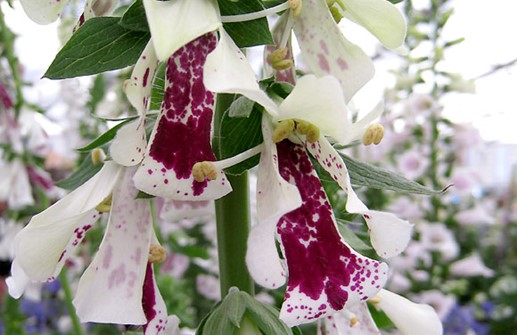 Fingerborgsblomma 'Pam's Split', blomma