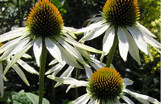 Röd rudbeckia 'Alba', blomma