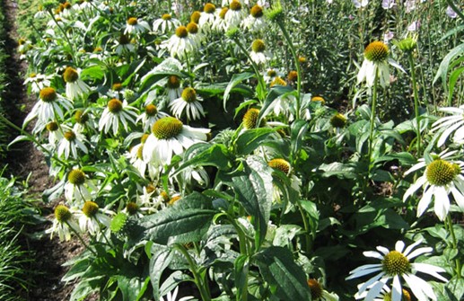 Röd rudbeckia 'Alba'