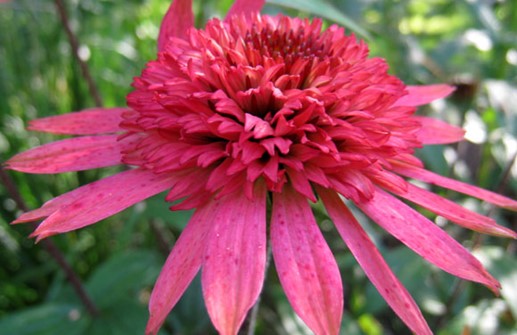 Röd rudbeckia 'Rasberry Truffle'