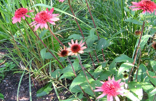 Röd rudbeckia 'Rasberry Truffle'