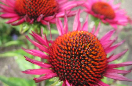 Röd rudbeckia 'Vintage Wine', blomma