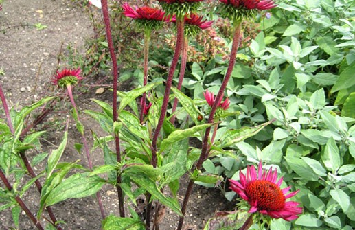 Röd rudbeckia 'Vintage Wine'