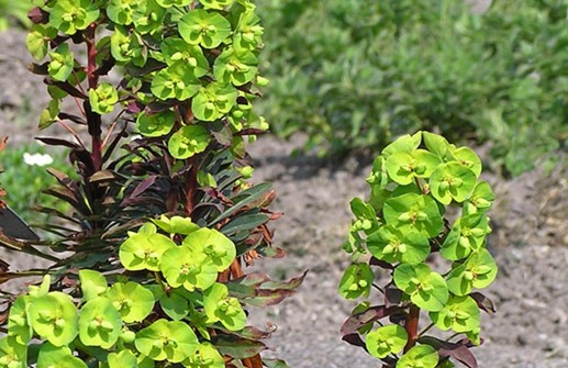 Mandeltörel 'Purpurea', blomma