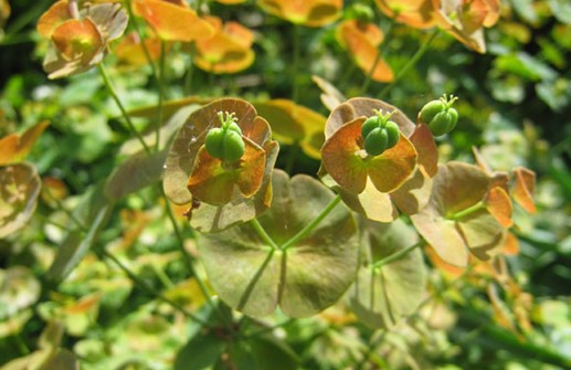 Turkisk mandeltörel, blomma