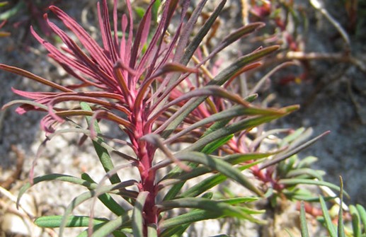 Vårtörel 'Fens Ruby', blad