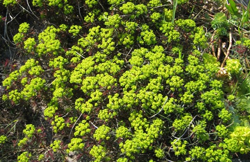 Vårtörel 'Fens Ruby'