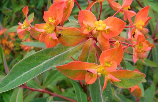 Eldtörel 'Fireglow', blomma