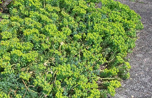 Myrtentörel i rabatt
